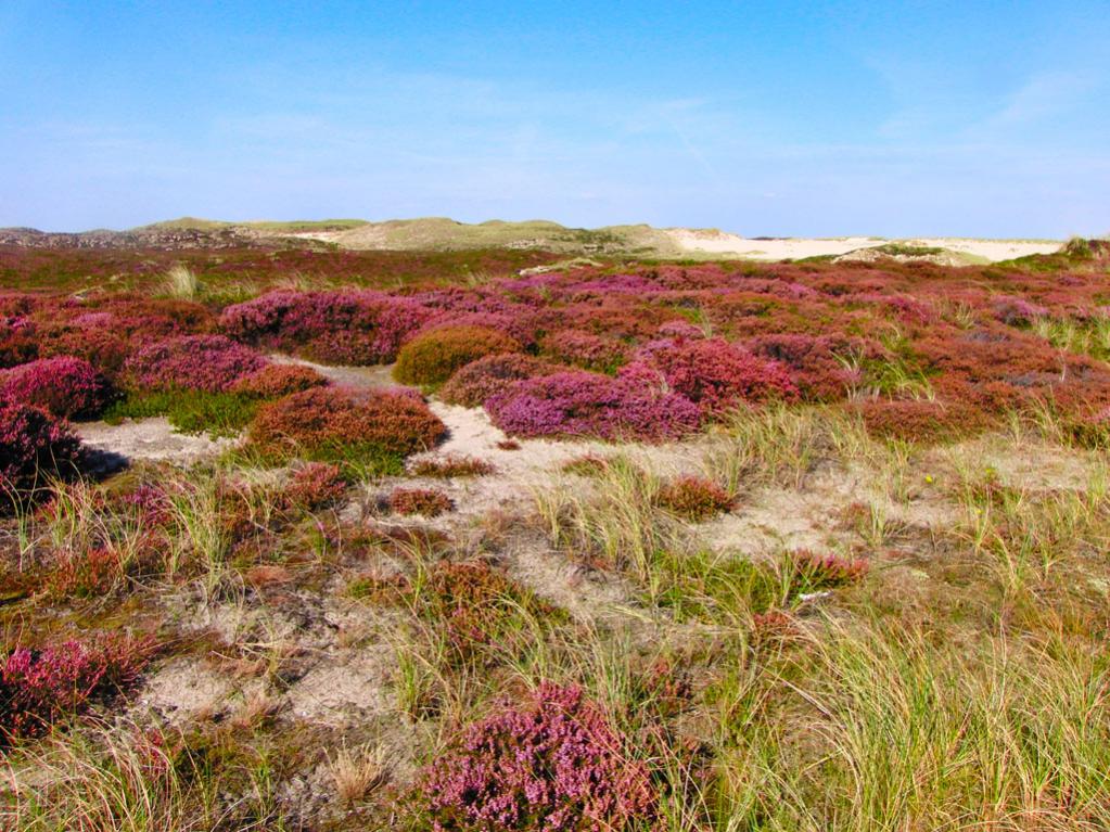 Sylt 05