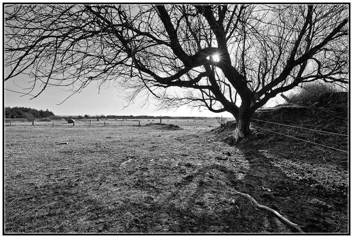 Sylt, Baum, Wiese