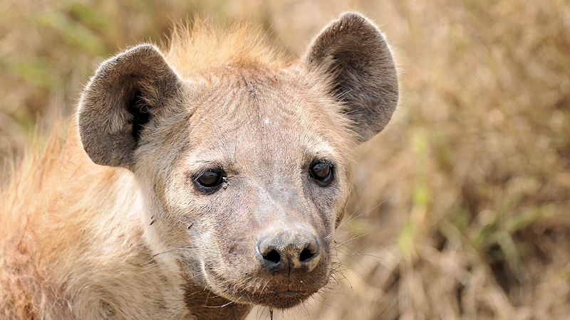 Tüpfelhyäne zwischen Naabi Hill und Seronera in der Serengeti
2105