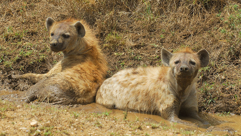 Tüpfelhyänen lieben Schlammbäder
zwischen Naabi Hill und Seronera in der Serengeti
0930
