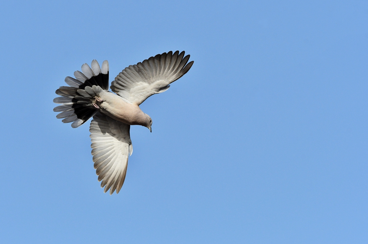Türkentaube fliegt auf I.jpg
