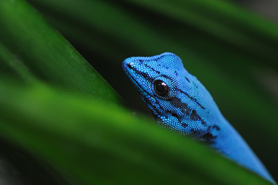 Türkis Gecko
Exotarium Zoo Frankfurt
