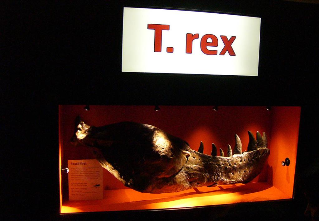 T Rex
