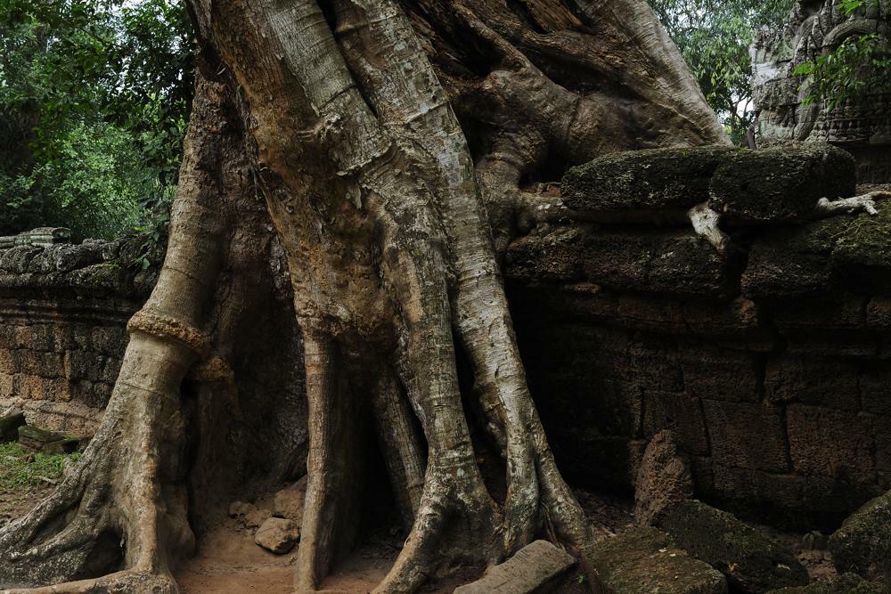 Ta Prohm Tempel0260 klein
Sigma 24-70, 24mm, f/8, 1/40, ISO 200