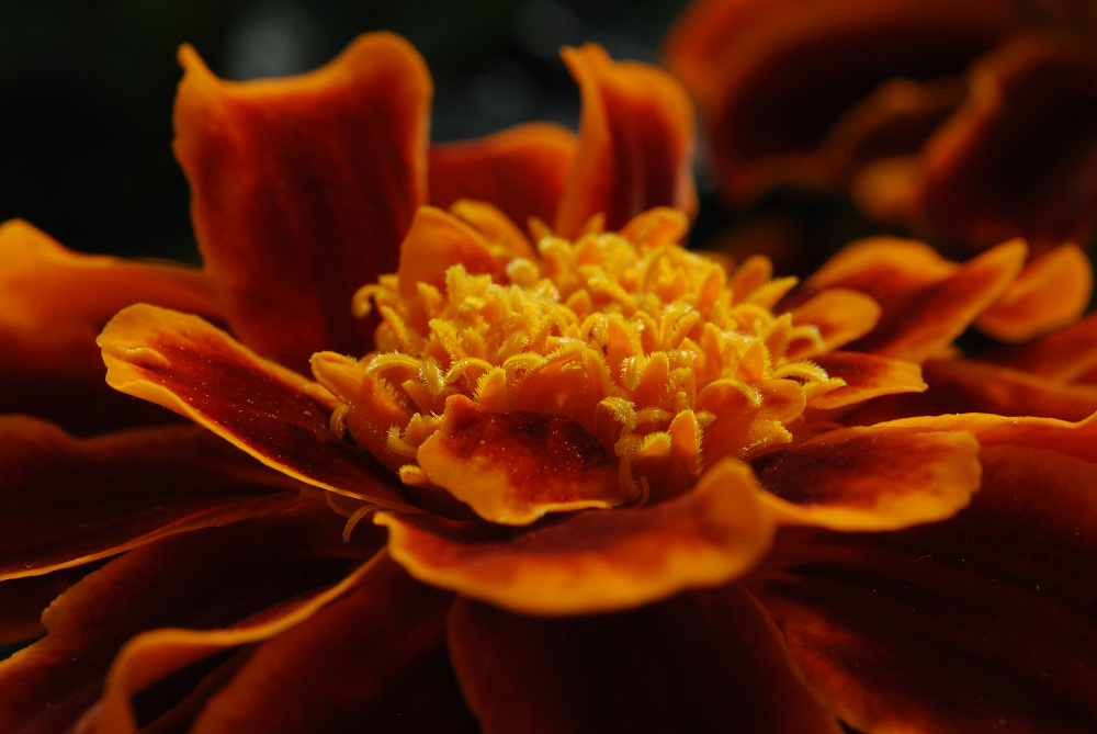 Tagetes