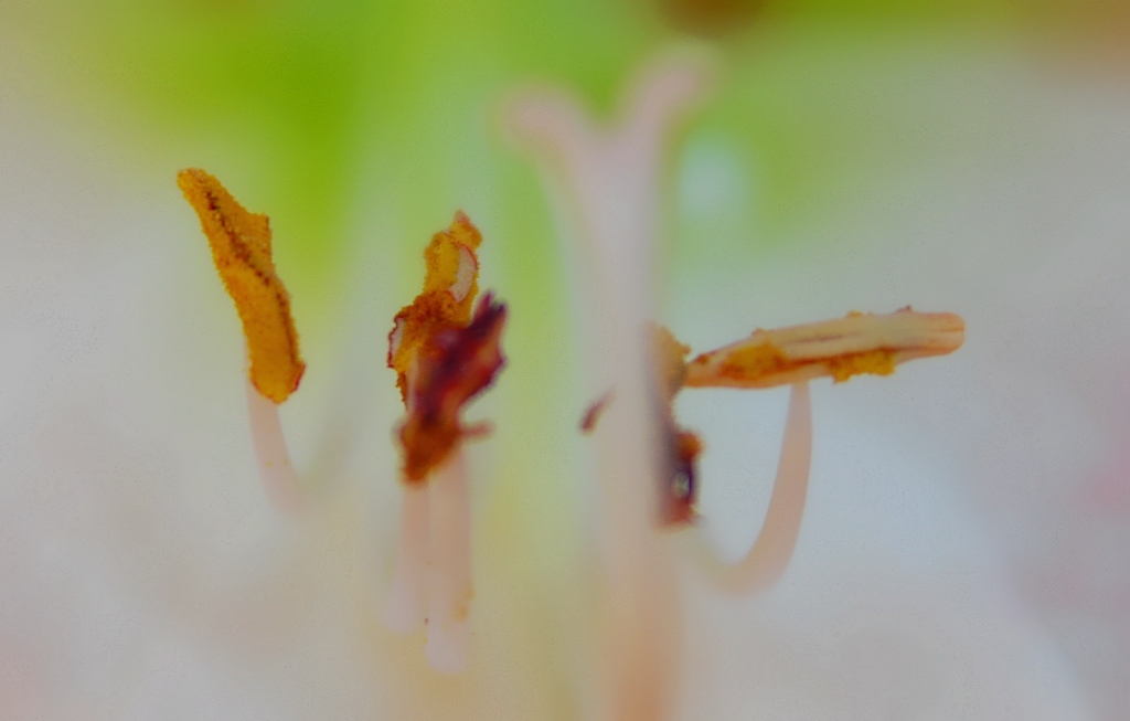 Tamron 28-75 Macro