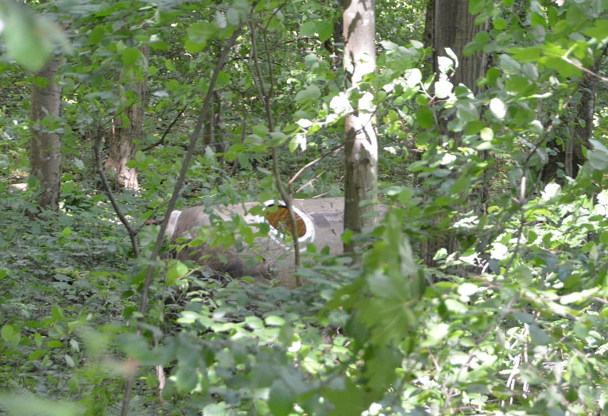 Tank im Wald.jpg