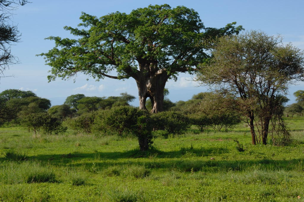 Tansania 2011 1027