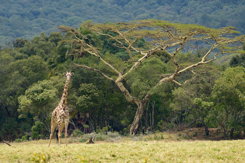 tansania arusha giraffe
