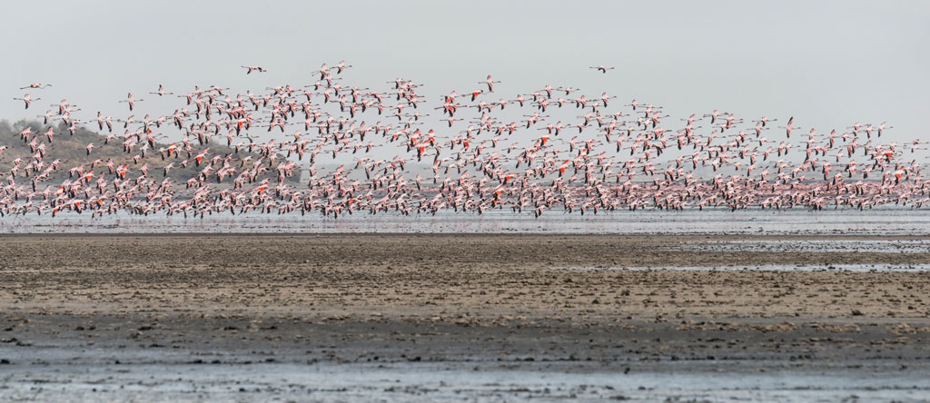 tansania lake natron flamingos