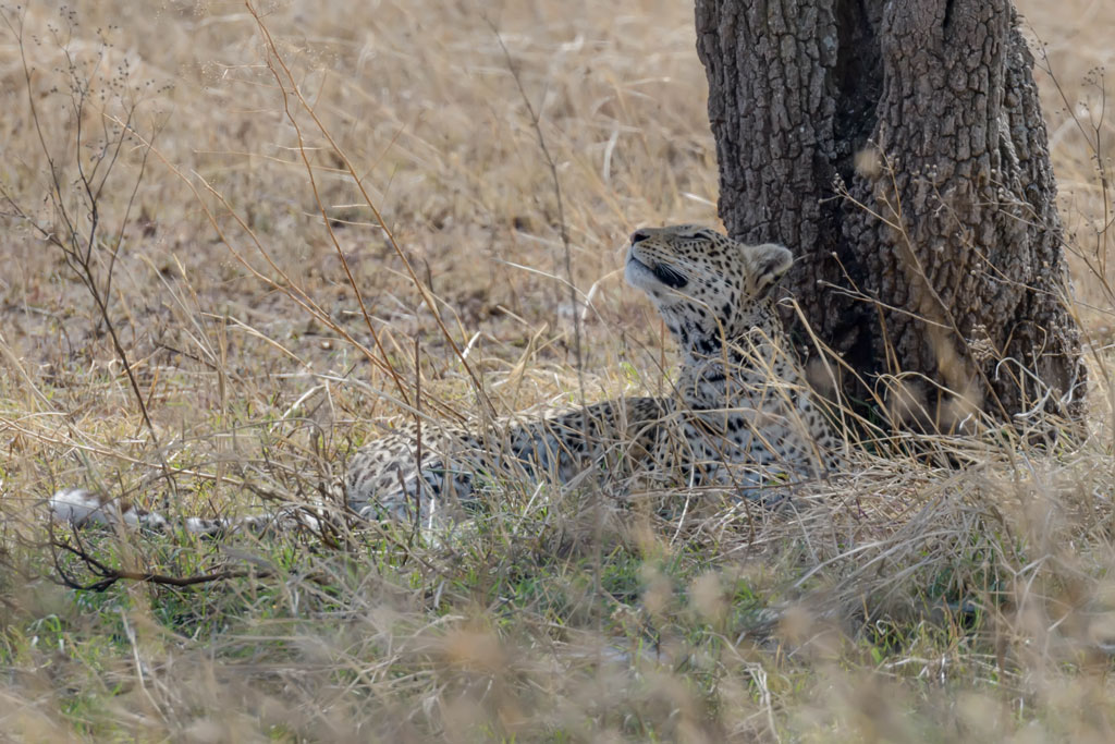 tansania leopard 2
