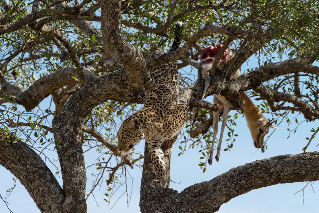 tansania leopard 4