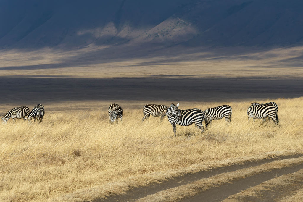 tansania ngorogoro morgens 2