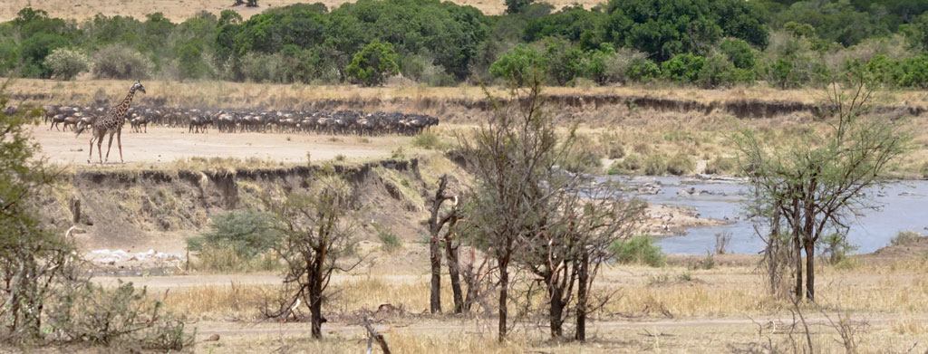 tansania serengeti crossing 1