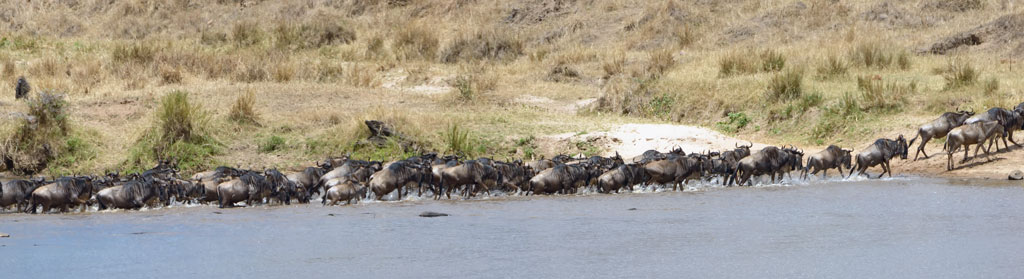 tansania serengeti crossing 3