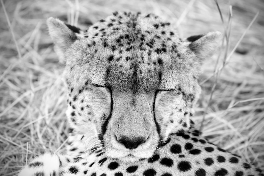tansania serengeti gepard 1