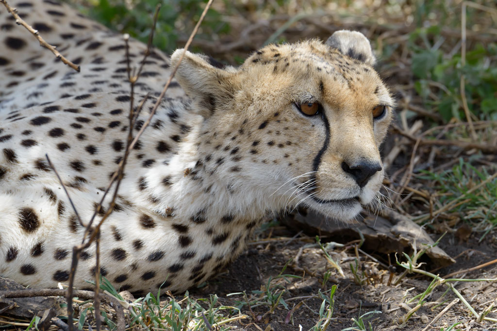 tansania serengeti gepard 2