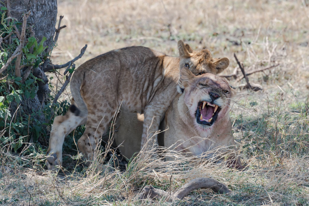 tansania serengeti loewe 1
