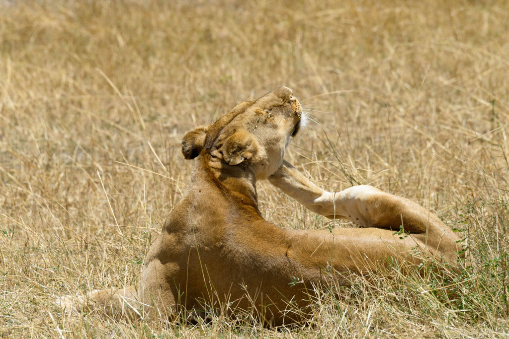 tansania serengeti loewe 5