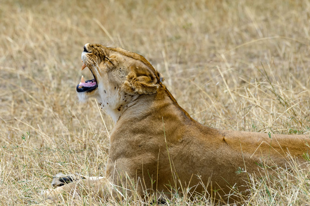 tansania serengeti loewe 6