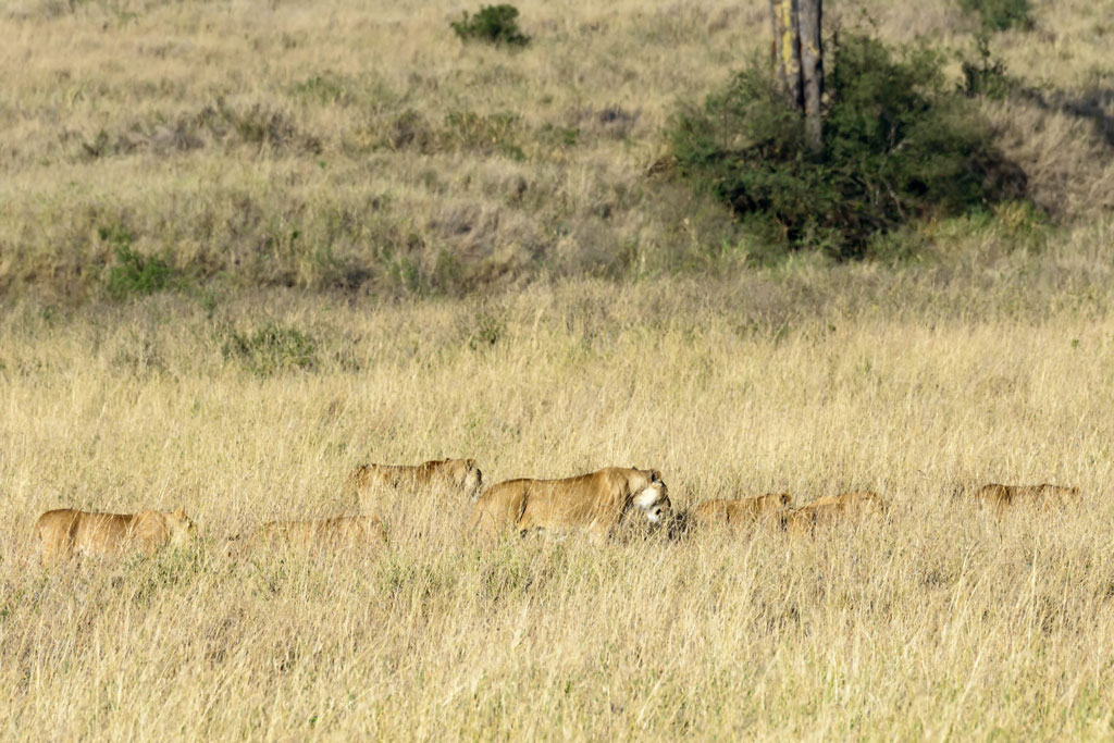 tansania serengeti loewe 8