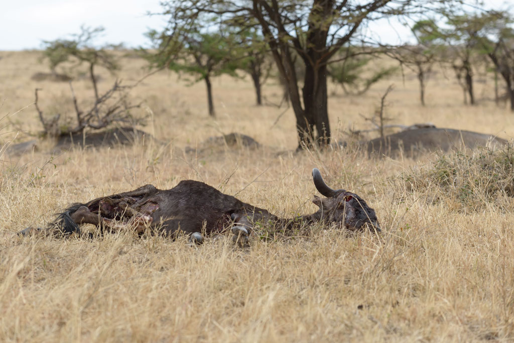 tansania serengeti loewenfutter