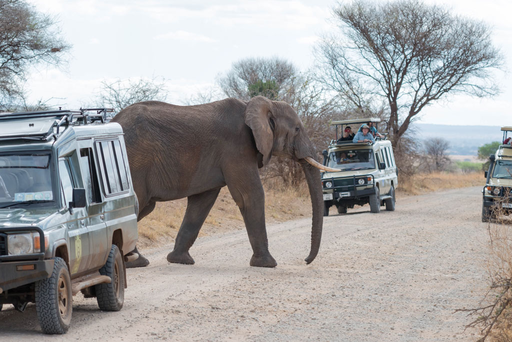 tansania tarangire elefanten crossing