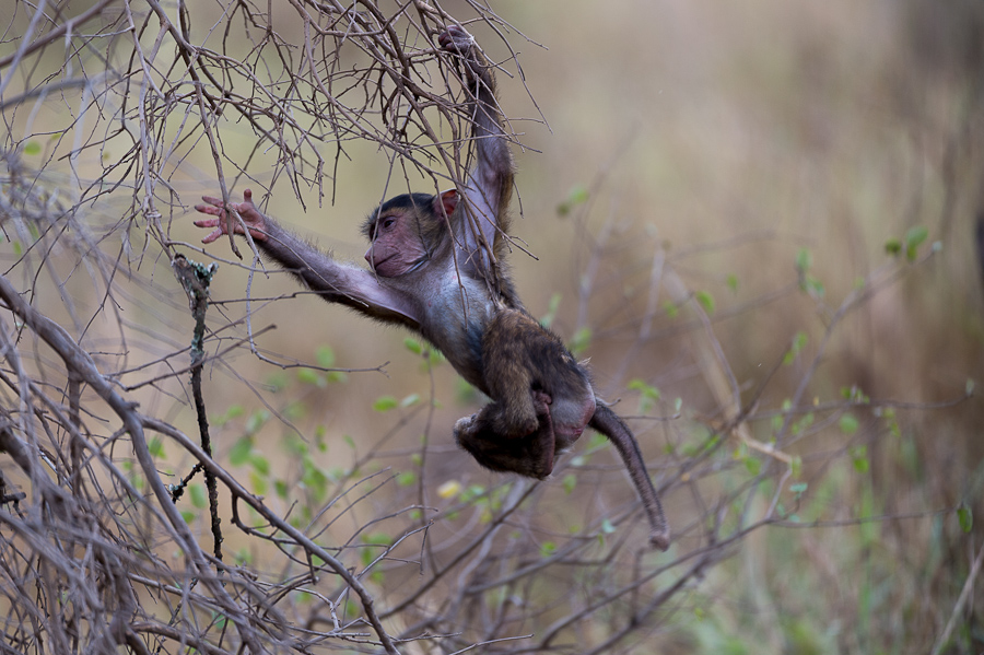 tanzania affe nff 002