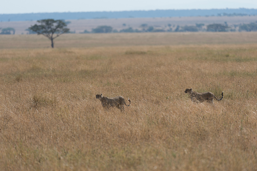 tanzania cats nff 002