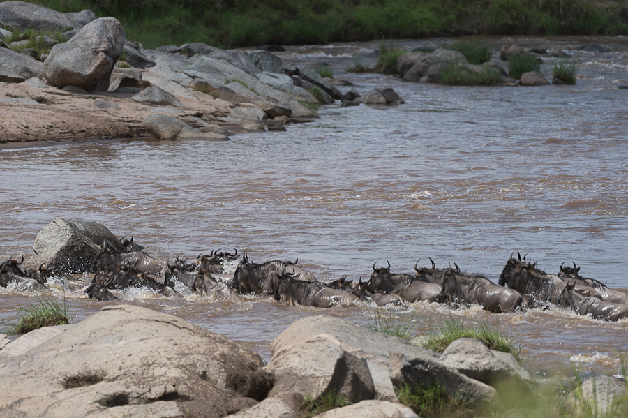 tanzania crossing1 nff 003