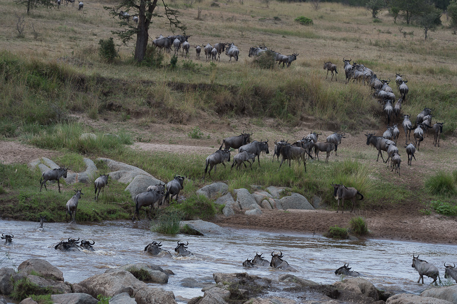 tanzania crossing1 nff 009