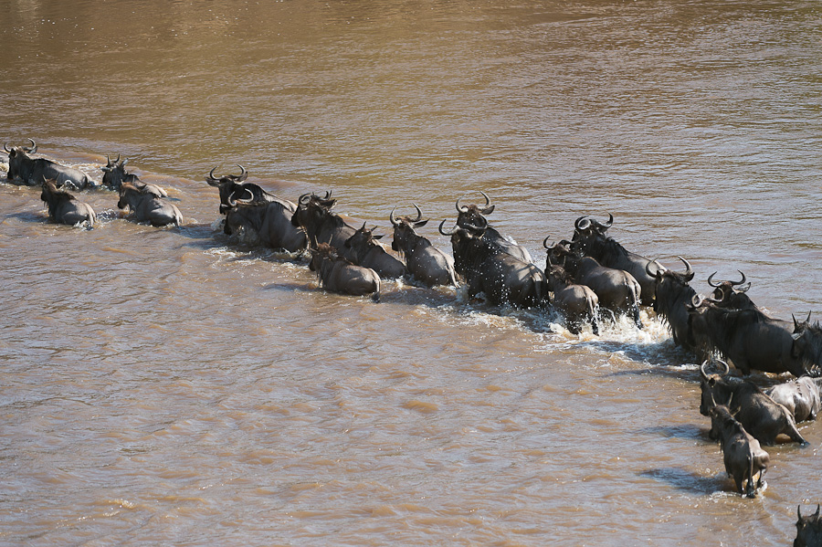 tanzania crossing2 nff 006