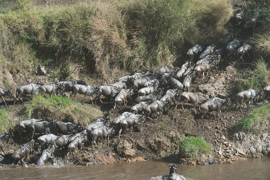 tanzania crossing2 nff 010
