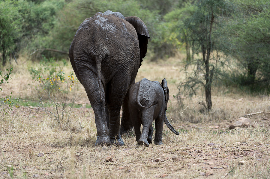tanzania elefanten nff 003