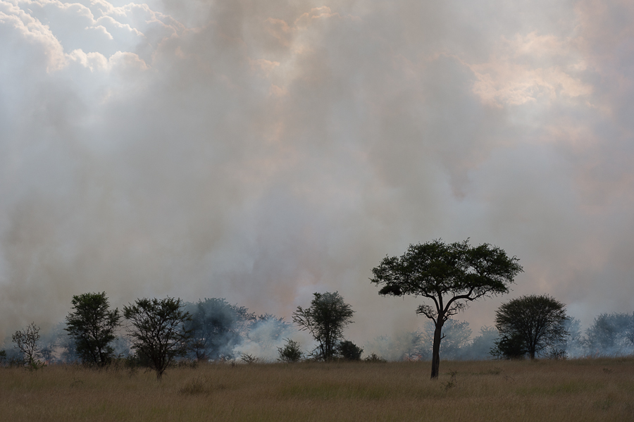 tanzania feuer nff 001