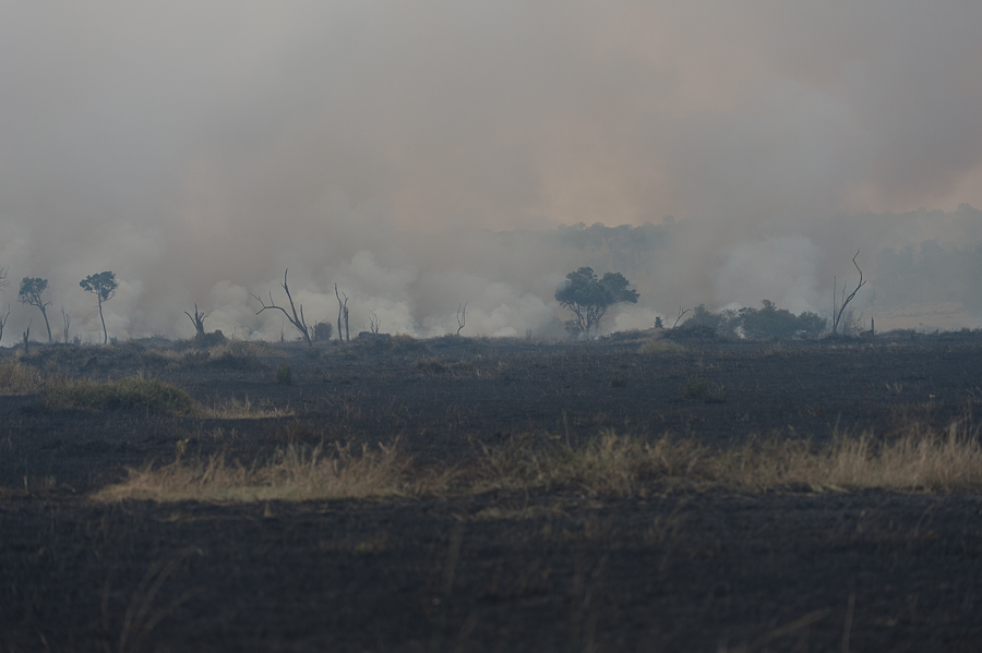 tanzania feuer nff 002