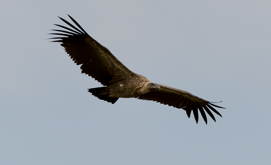 tanzania flug nff 001