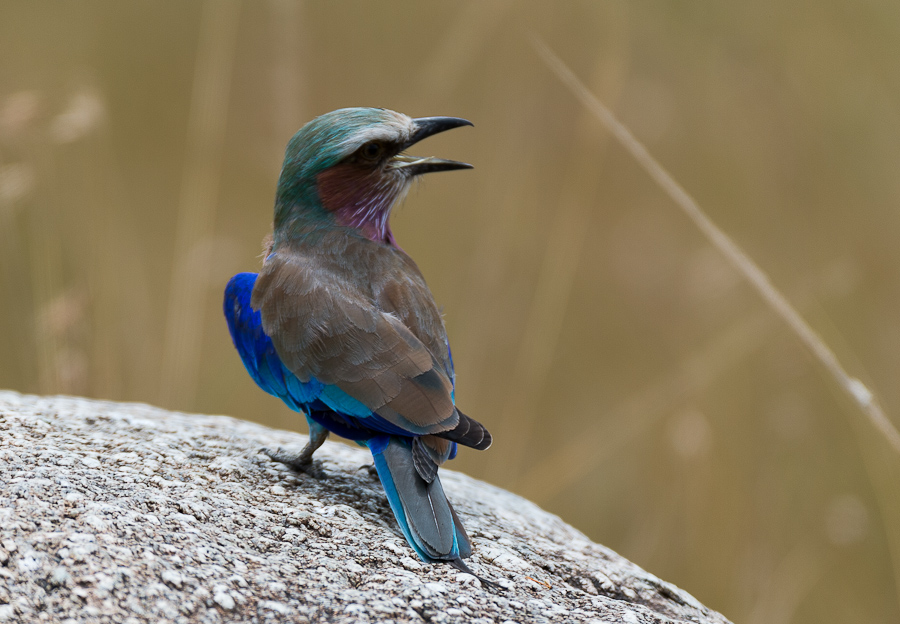 tanzania flug nff 002