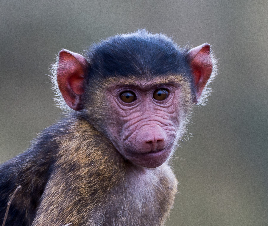 tanzania gesicht