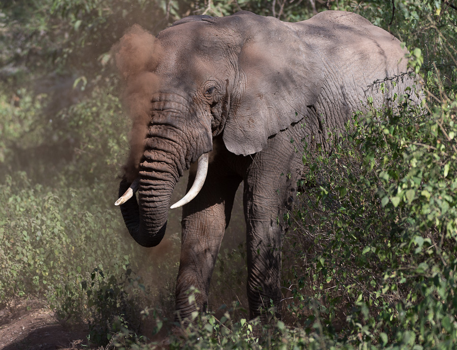 tanzania lakemanyara nff 005