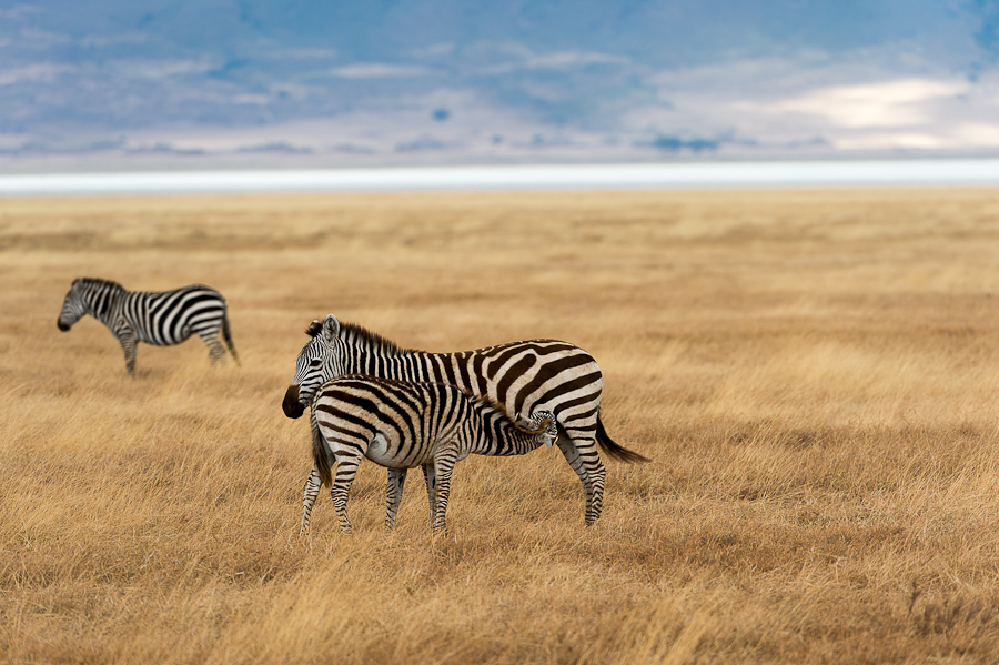 tanzania ngoro nff 003
