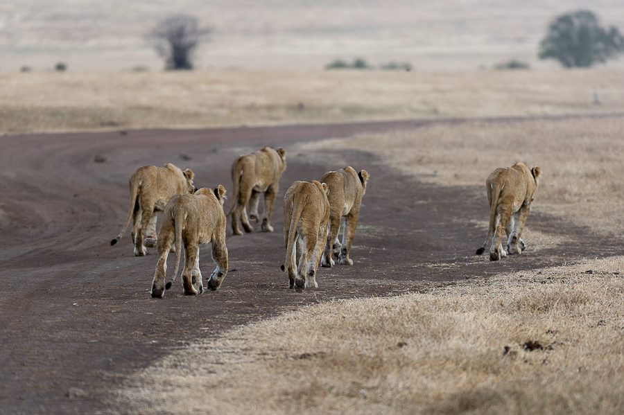tanzania ngoro nff 005