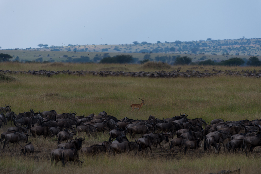 tanzania nord nff 001