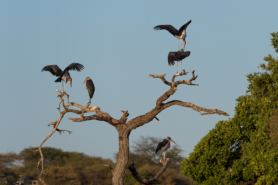tanzania tarangire nff 010