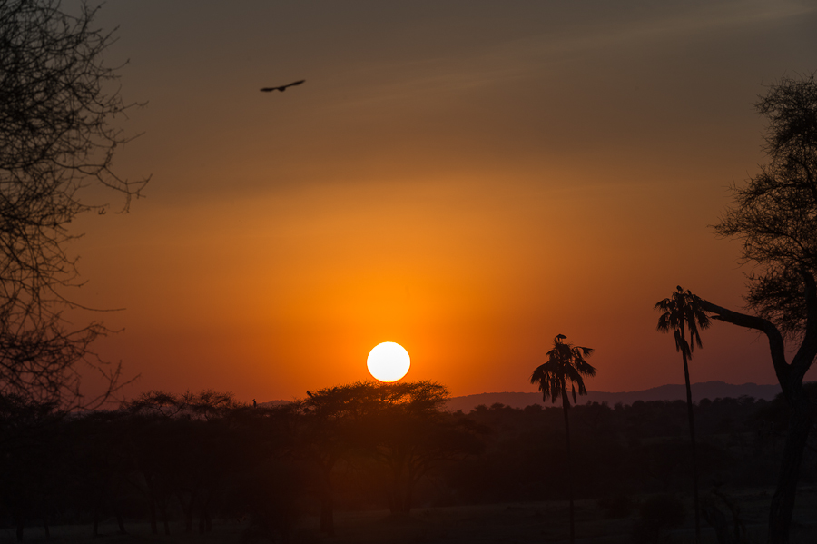 tanzania tarangire nff 017