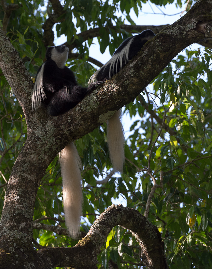 tanzania tarangire nff 022