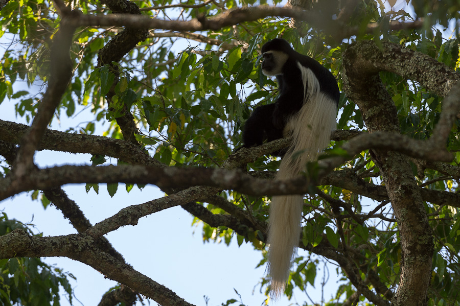 tanzania tarangire nff 023
