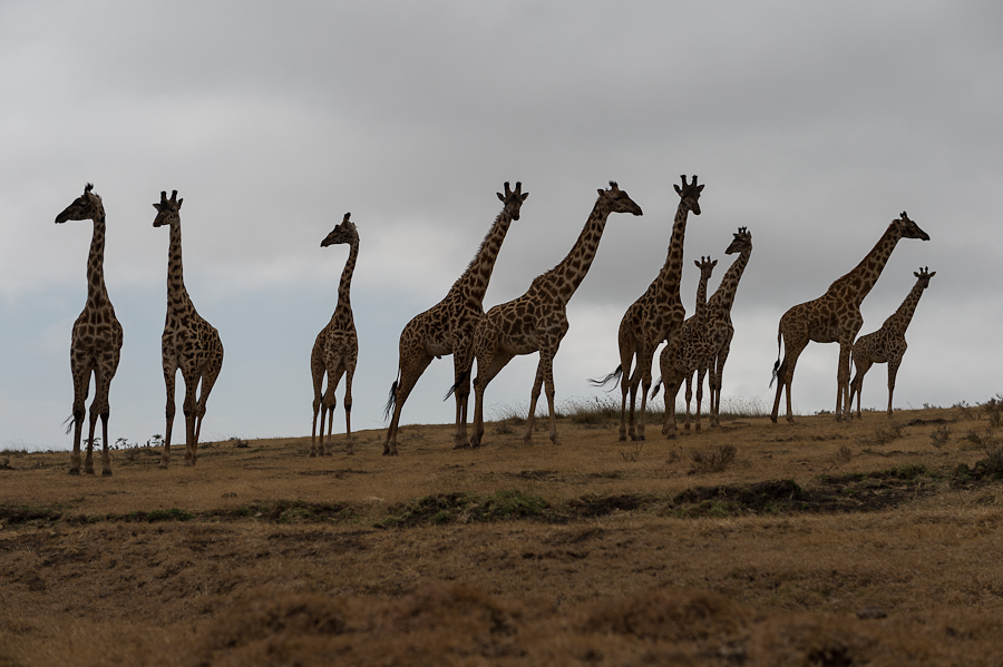 tanzania zentralserengeti nff 002