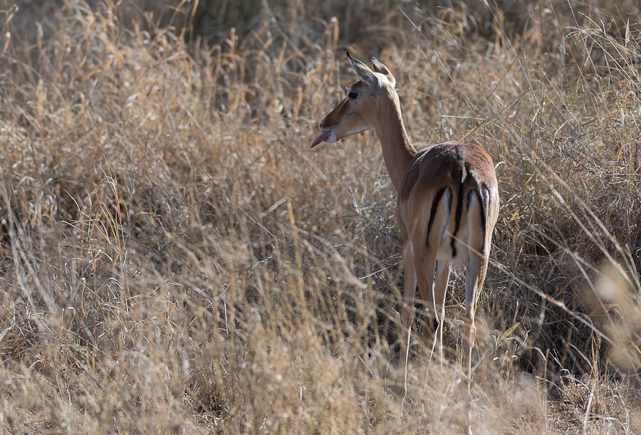 tanzania zentralserengeti nff 008