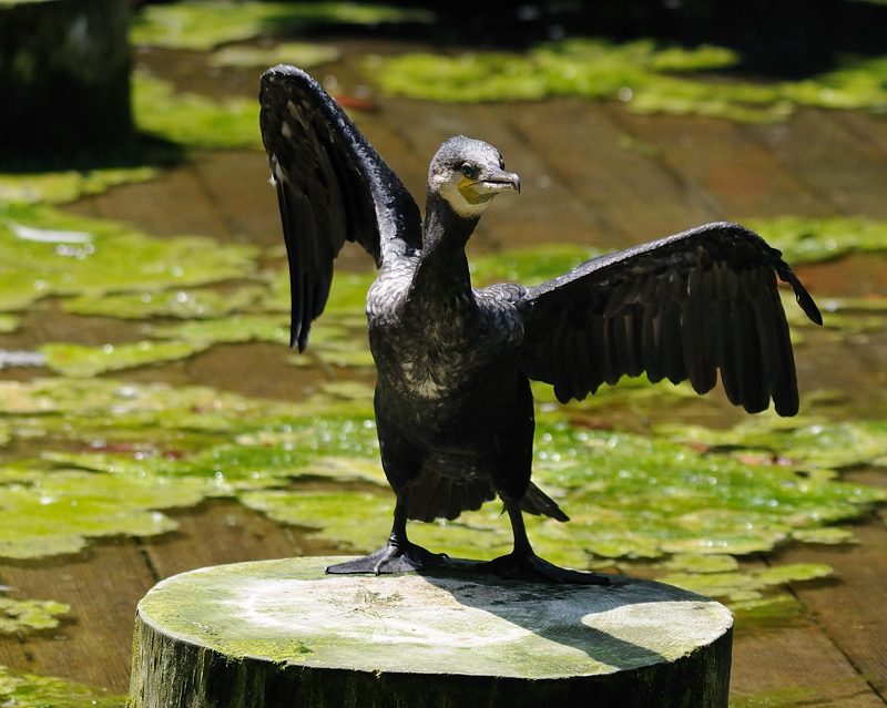 TanzenderKormoran01